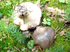 Lactarius kauffmanii