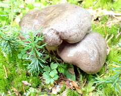 Lactarius kauffmanii