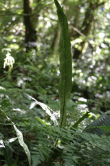 Leptochilus hemionitideus