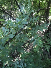 Bursera penicillata