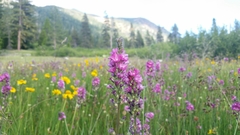 Sidalcea oregana spicata