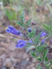 Scutellaria antirrhinoides