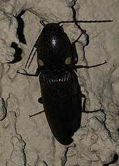 Deilelater physoderus