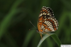 Chlosyne theona brocki
