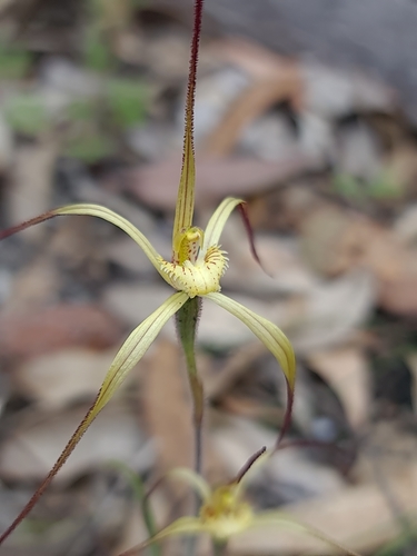 Image of Caladenia xantha by (c) Cal Wood, some rights reserved (CC BY)
