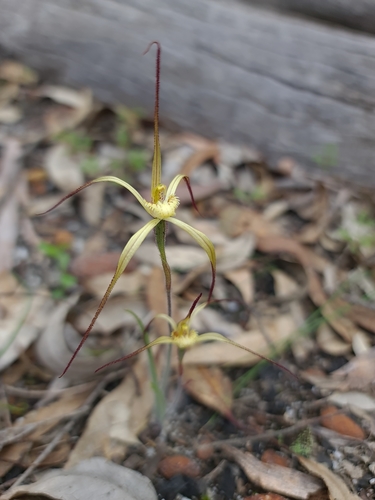 Image of Caladenia xantha by (c) Cal Wood, some rights reserved (CC BY)