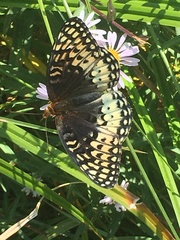 Speyeria nokomis
