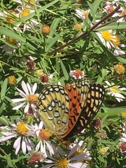 Speyeria nokomis
