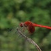 Dythemis - Photo 由 Ale Türkmen 所上傳的 (c) Ale Türkmen，保留部份權利CC BY-NC-SA