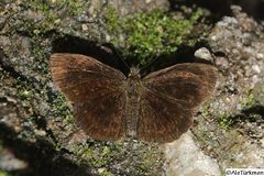 Carcharodini