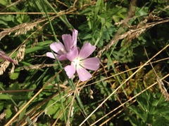 Sidalcea calycosa rhizomata