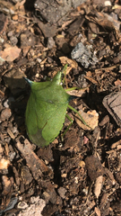 Biprorulus bibax