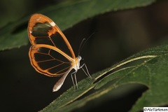 Greta morgane morgane