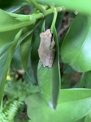 Polypedates megacephalus