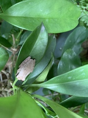 Polypedates megacephalus