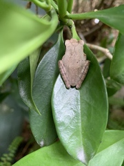 Polypedates megacephalus