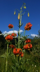 Lilium pardalinum pardalinum