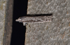 Hermenias rivulifera