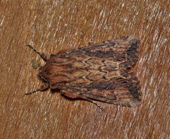 Dasygaster ligniplena