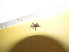 Zelanda