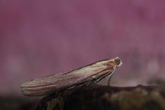 Oncocera semirubella