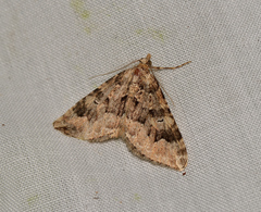 Epyaxa agelasta