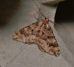 Epyaxa agelasta