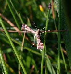 Paraplatyptilia shastae