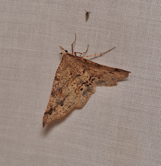 Rhinodia rostraria