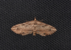 Chrysolarentia leucophanes