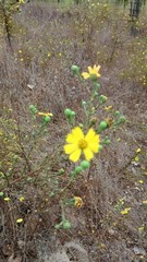 Deinandra paniculata