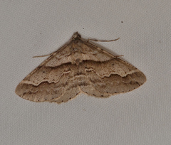 Syneora fractata