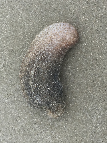 Sclerodactyla briareus