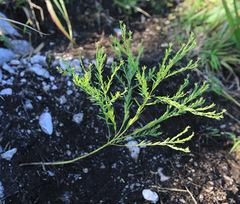 Diarthron linifolium