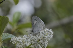 Celastrina echo gozora