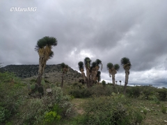 Yucca decipiens