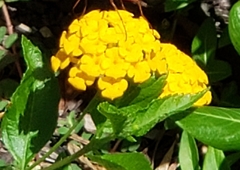 Lantana × hybrida