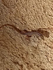 Aspidoscelis maximus