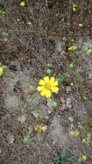 Deinandra paniculata