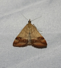 Pyrausta semirubralis