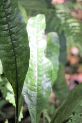 Leptochilus hemionitideus