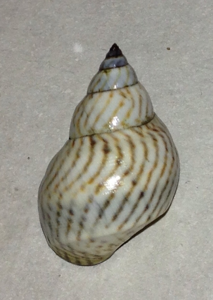 Zebra Periwinkle