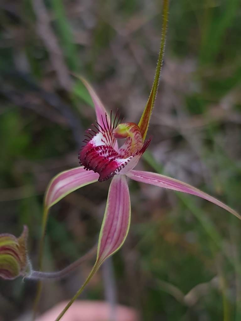 Caladenia arenicola