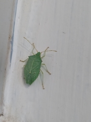 Chlorocoris
