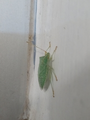 Chlorocoris