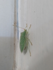 Chlorocoris