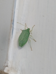 Chlorocoris