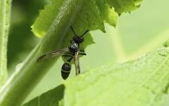 Polybia plebeja