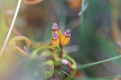 Cassytha glabella dispar