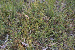 Cassytha glabella dispar